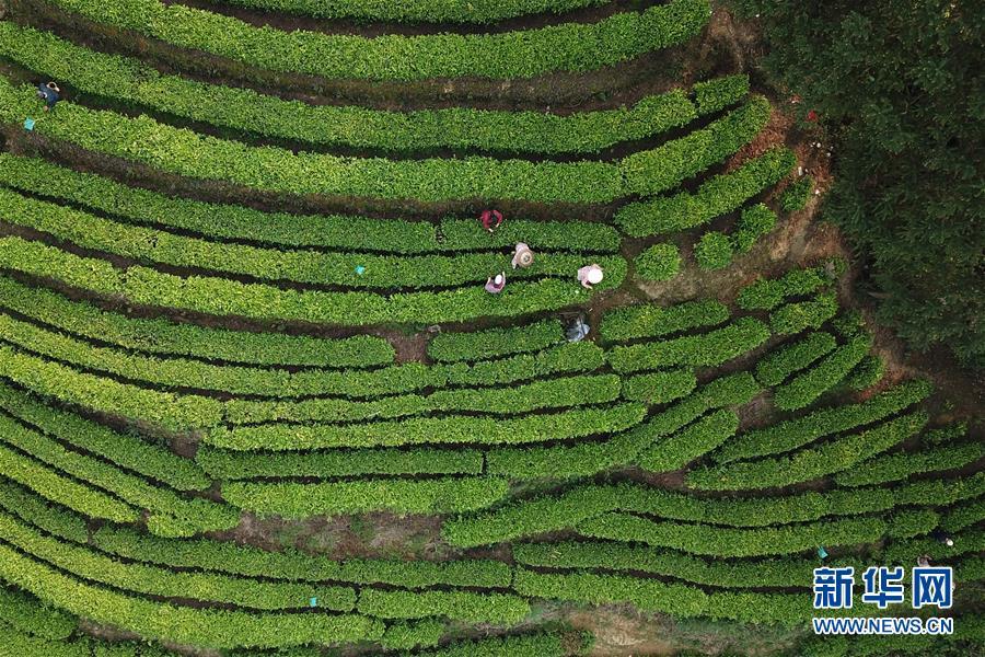 湘西土家族苗族自治州劳动和社会保障局最新项目研究报告揭秘