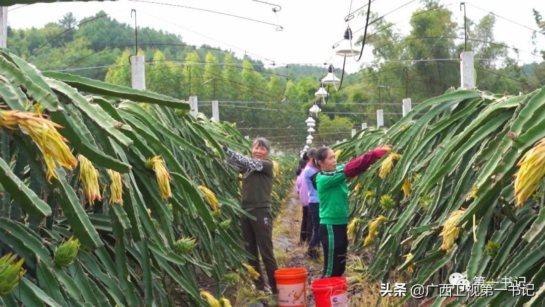 多然村最新项目启动，乡村振兴新篇章