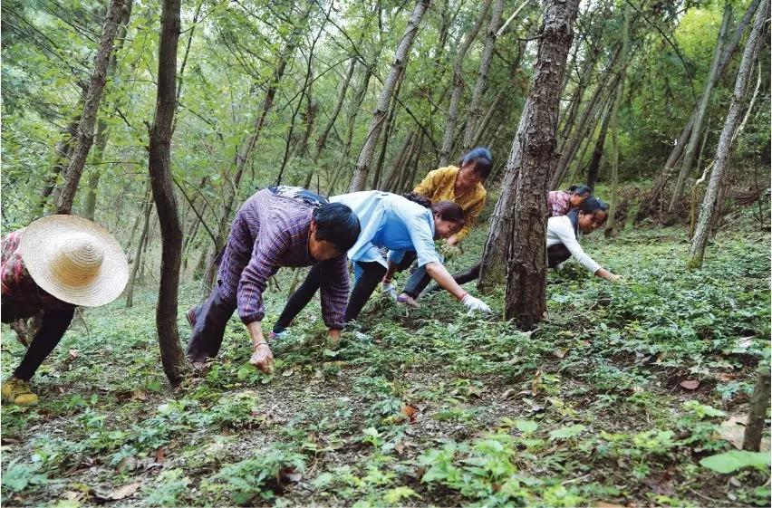 镇坪县市场监督管理局最新发展规划